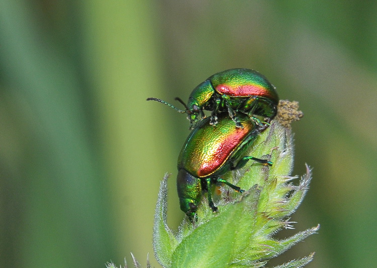 Chrysolina fastuosa ?